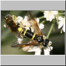 Tenthredo amoena - Blattwespe 09.jpg